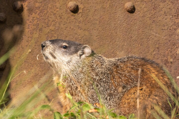 Woodchuck in front of old grave rusted door