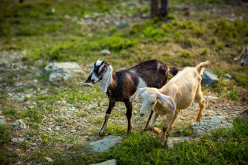 livestock, goats, cows graze on the farm