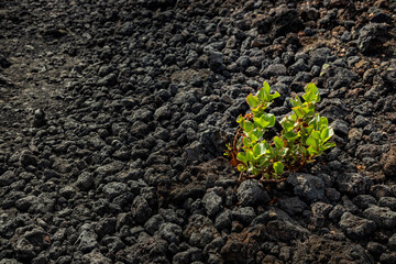 Paisajes del volcán Caldera Blanca de Lanzarote