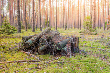 old logs stacked in the forest/old logs covered with moss stacked in the forest