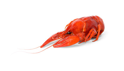 Fresh delicious boiled crayfish isolated on white