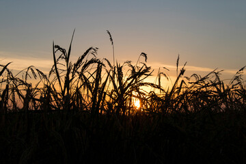 Obraz premium Paseando por los arrozales de Solla (Valencia-España)