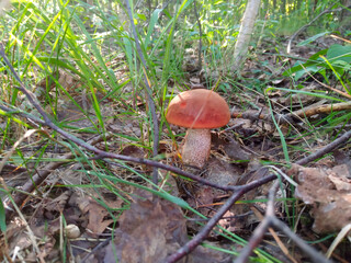 Leccinum aurantiacum mushroom