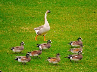 geese on the grass