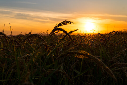 Paseando por los arrozales de Solla (Valencia-Espa&ntilde;a)