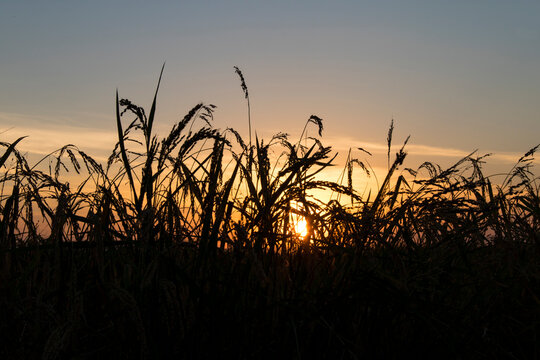 Paseando por los arrozales de Solla (Valencia-Espa&ntilde;a)