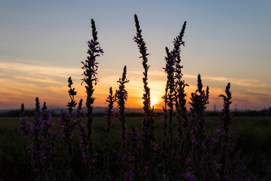Paseando por los arrozales de Solla (Valencia-Espa&ntilde;a)