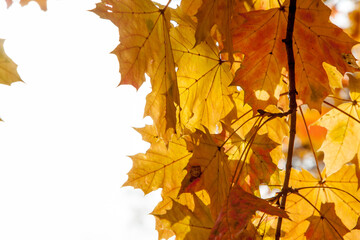 Autumn colored leaves, maple moss, Acer platanoides, on a sunny day