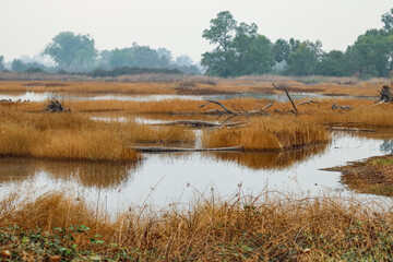 reeds in the water