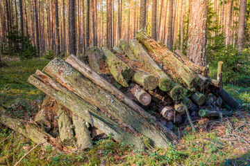 old logs stacked in the forest/old logs covered with moss stacked in the forest