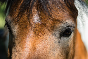 Portret konia - głowa konia - zwierzę domowe © PeterG