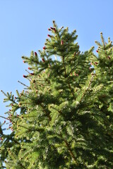 green branches ate against the sky