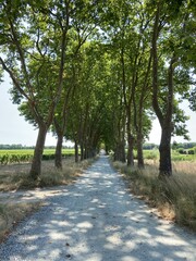 Route d'un vignoble en Gironde