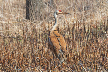 Sandhill Crane Feeding in a Wetland Marsh