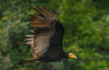 Yellow headed vulture