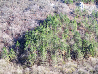 Green coniferous trees aerial view