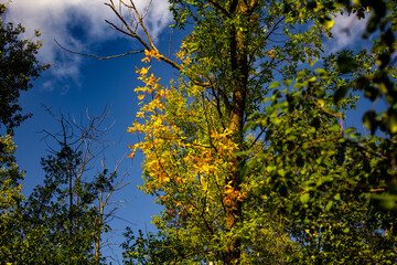 Leaving Turning Yellow With Blue Sky and Cloud