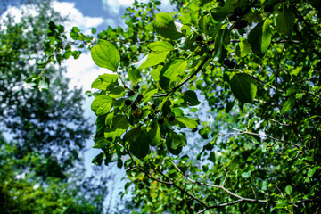 Black Berries on a tree with blue sky and clouds