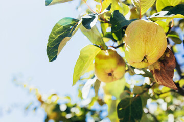 Juicy ripe apples on a branch - bright sunlight - summer garden