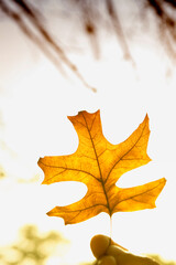 Close-up of a maple leaf