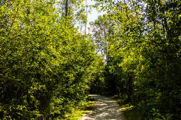 White Walking Path Early Fall 2020 Ontario