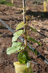 Newly planted grape vine, Fatima Valley, Chilecito, La Rioja Province, Argentina