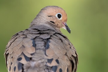 Close Profile of a Mourning Dove While Perched on a Branch