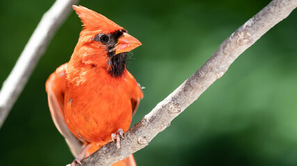 Northern Cardinal Perched on a Tree Branch