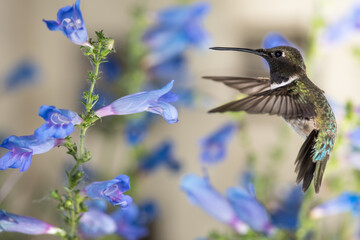 Black-Chinned Hummingbird Searching for Nectar Among the Blue Flowers