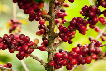 Coffee beans on a plant