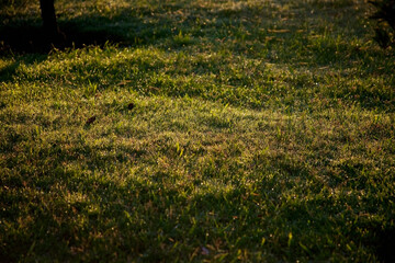 Grass in a field