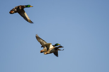 Mallard Duck Flying in a Blue Sky