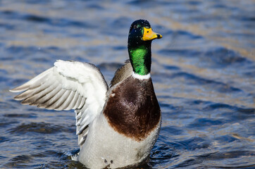 Mallard Duck Stretching Its Wings While Resting on the Water