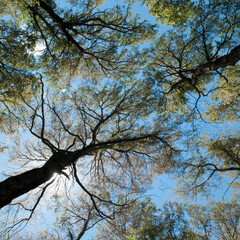 Oak trees in a forest, Cordillera de los Andes, Argentina