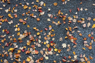 Colorful autumn leaves on the ground, close up and full frame - Powered by Adobe