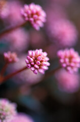 Close-up of flowers