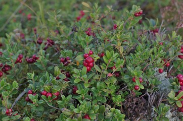 Lingonberry with green leaves. Bush of wild ripe cowberry in a forest. Red berries. 