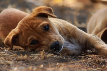 A cute innocent puppy