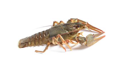 Fresh raw crayfish isolated on white. Healthy seafood