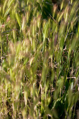 Wheat crop in a field, Napa Valley, California, USA
