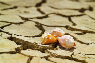 Conch shells on a textured cracked landscape