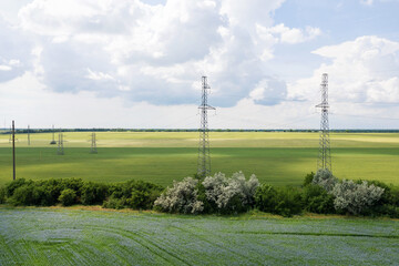 Blooming flax. Field with furrows. Blue flax flowers in field on green background with bird's-eye...