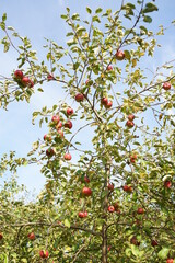 Apple Tree