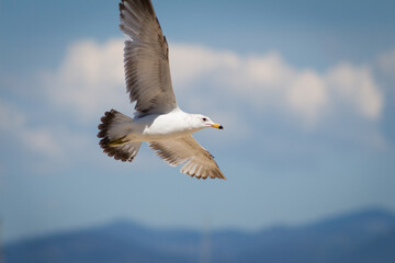 Gull in Flight