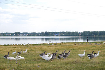 summer photo with geese in the village
