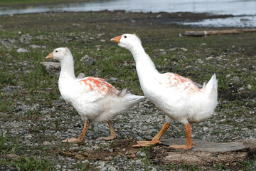 summer photo with geese in the village