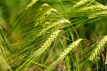 Green wheat grass. The leading source of vegetal protein. Summer wheat. Wheat ears growing on field. Farm field on summer landscape. Wheat cultivation. Organic agriculture and farming