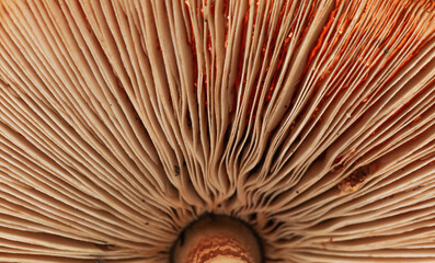 Close up of a brown mushroom showing the mushrooms gills. - 378846661