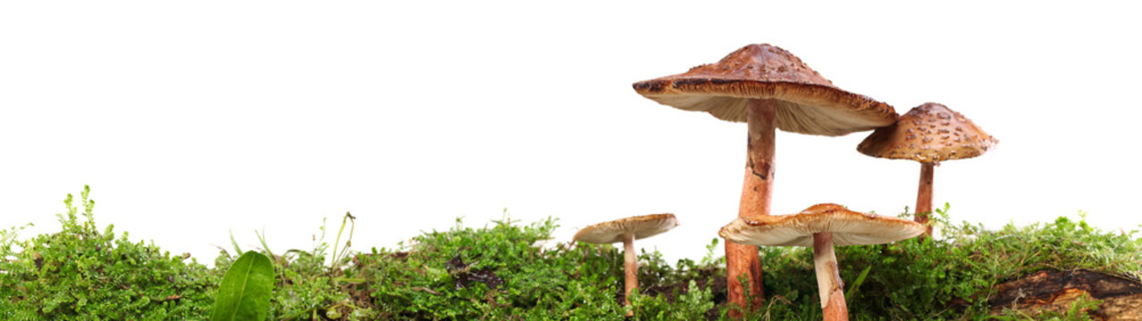 Panorama of several brown mushrooms on wet and humid green mossy log. Isolated on white.