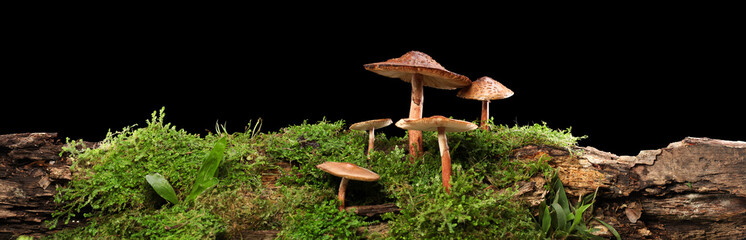 Panorama of several brown mushrooms on wet and humid green mossy log. Isolated on black.